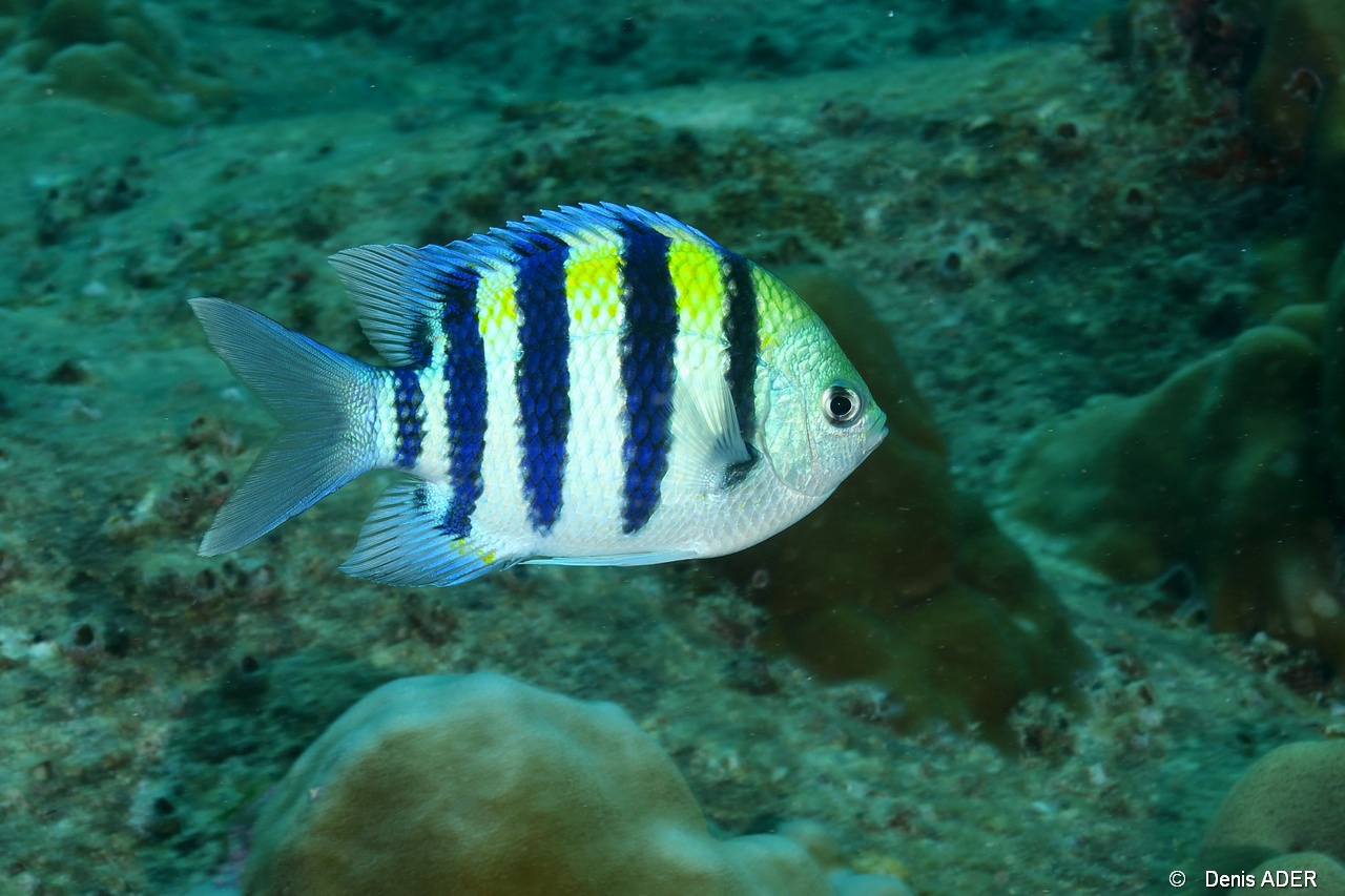 Abudefduf vaigiensis Sergent major Indien-Praslin Rocher St Pierre-11m-20190611-Denis-ADER-DSC_9118_tn.jpg